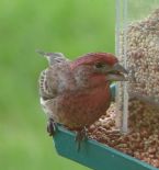 male finch