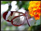 transparent butterfly2 0