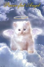 Purrr fect Angel Kitten