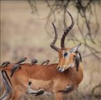 Birds on Buck