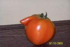 Male Tomato