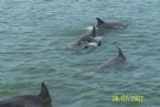 Swimming with the Dolphins