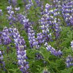 LFIRE Lupines