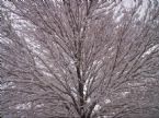 Snow on Tree