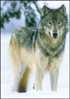 Alaskan Wolf