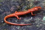 Cave Salamander