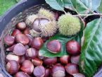 Chestnuts