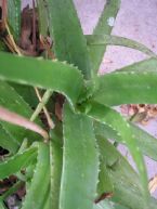 Copy of Aloe Vera