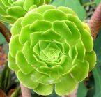 Copy of Succulent