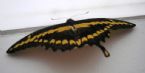 Curezone Butterfly2 10 22 2007 LL