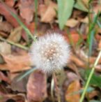 Dandelion Fuzz