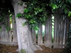 Fence with Ficus