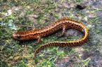 Long Tailed Salamander ... (Click to enlarge)