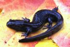 Small mouth Salamander ... (Click to enlarge)