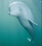 WhiteBeluga Alaskan Cook Inlet