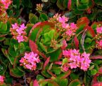  Kalanchoe Bloom 3 06 2008 Hot Lips