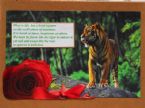 Eco Art 14 Cardboard Box TigerRose 2019 01cz