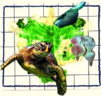 Eco Art Placard Turtle 2019cz