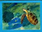 Eco Card Sea Turtle 2015