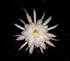 Epiphyllum04 2012 Open