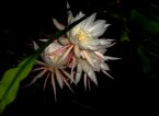 Epiphyllum06 2012