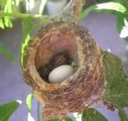 Hummingbird Nest 2 days old 6 27 2009 ... (Click to enlarge)