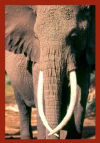 African Elephant