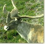 AlaskanCaribou