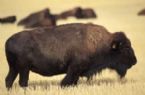 American Bison