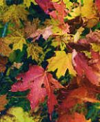 AutumLeaves1