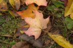 AutumnLeaves4