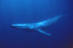 Blue Whale