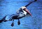 BrownPelican