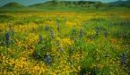 CA CarrizoPlain