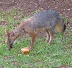 FOX eating crystal burger