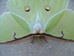 Green Butterfly 0122