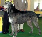 Irish wolfhound