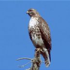 Juvenileredtailedhawk