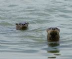 Otters