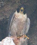 Peregrine Falcon