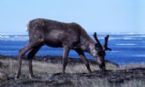 Porcupine Arctic Caribou Herd