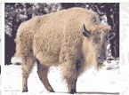 White Buffalo1