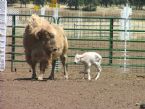 White Buffalo Calf