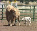 White Buffalo Calf1