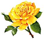 Yellow Rose