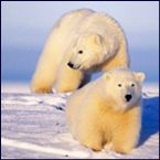 arctic animal polar bears