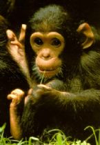 babychimp