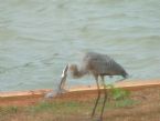 Bird eating catfish