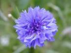 blue flower