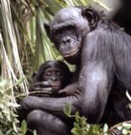 bonobo&baby